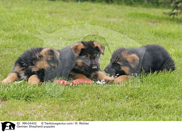 Deutsche Schferhund Welpen / German Shepherd puppies / RR-04402
