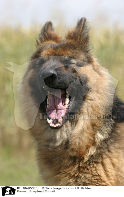 Deutscher Schferhund / German Shepherd Portrait / RR-05338
