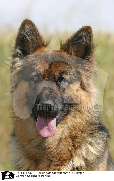 Deutscher Schferhund / German Shepherd Portrait / RR-05339