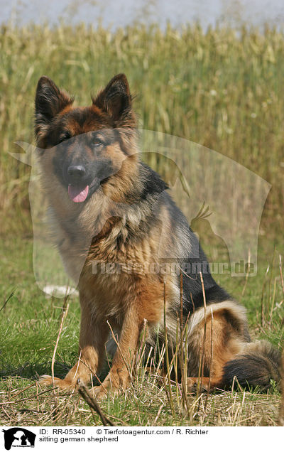 sitzender Deutscher Schferhund / sitting german shepherd / RR-05340
