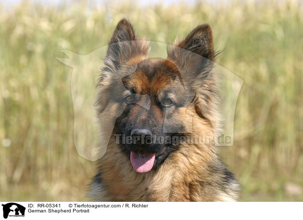 Deutscher Schferhund / German Shepherd Portrait / RR-05341