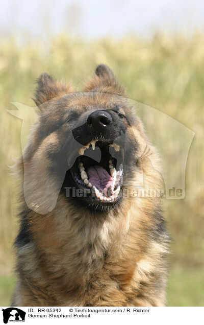 Deutscher Schferhund / German Shepherd Portrait / RR-05342