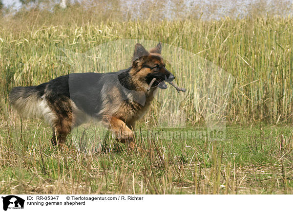 rennender Deutscher Schferhund / running german shepherd / RR-05347