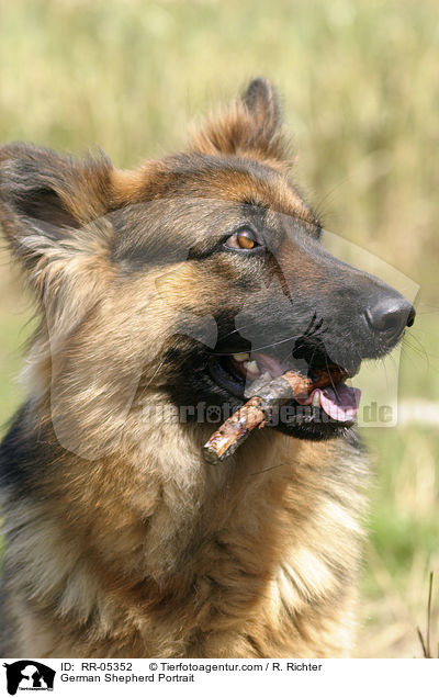 Deutscher Schferhund / German Shepherd Portrait / RR-05352