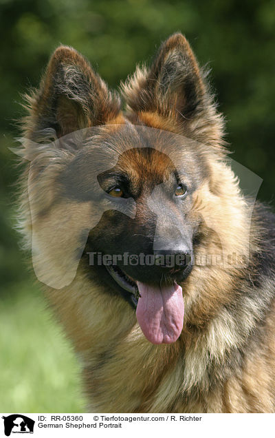 Deutscher Schferhund / German Shepherd Portrait / RR-05360