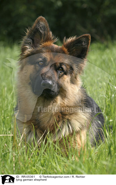 liegender Deutscher Schferhund / lying german shepherd / RR-05361