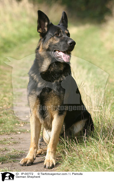 Deutscher Schferhund / German Shepherd / IP-00772