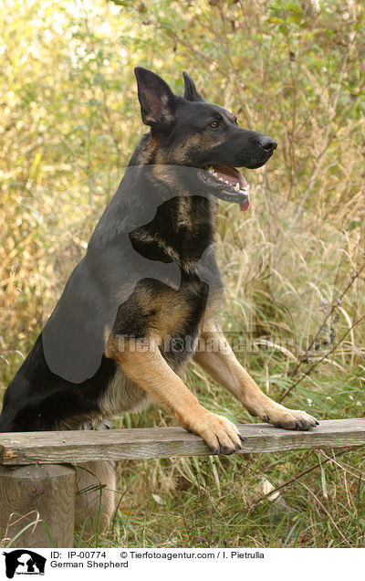 Deutscher Schferhund / German Shepherd / IP-00774