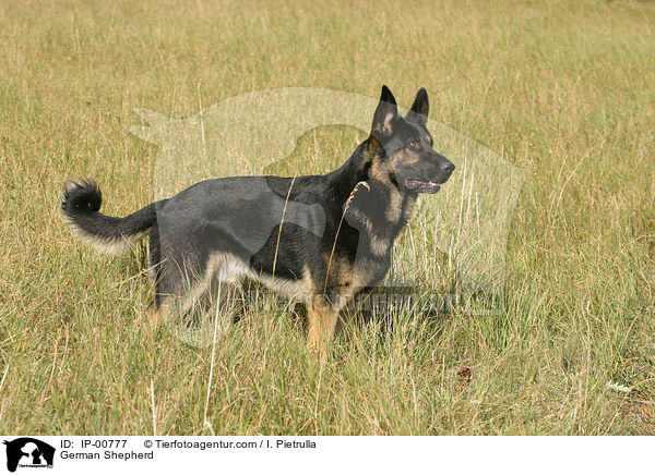 Deutscher Schferhund / German Shepherd / IP-00777
