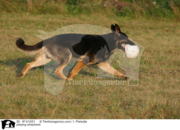 spielender Schferhund / playing shepherd / IP-01051