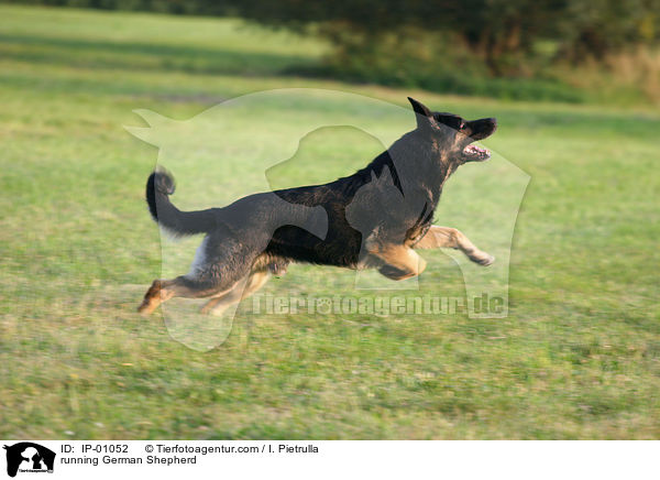rennender Schferhund / running German Shepherd / IP-01052