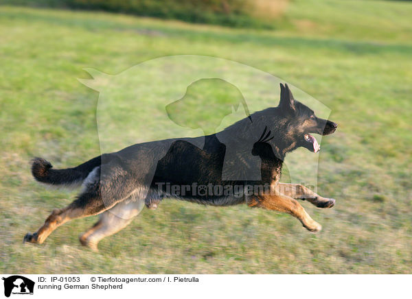 rennender Schferhund / running German Shepherd / IP-01053