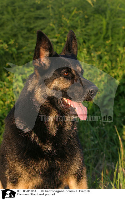 Deutscher Schferhund Portrait / German Shepherd portrait / IP-01054