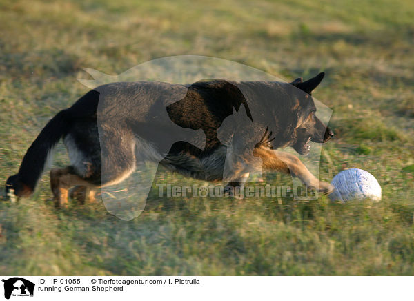 rennender Schferhund / running German Shepherd / IP-01055