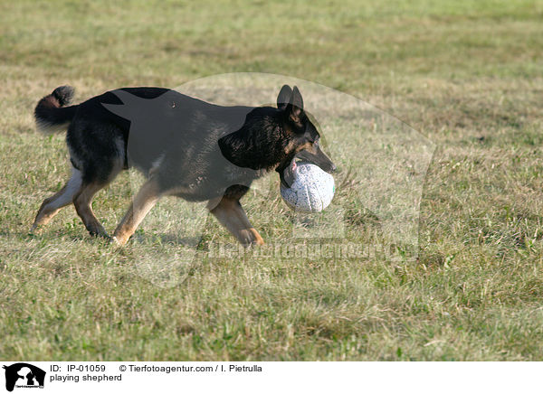 spielender Deutscher Schferhund / playing shepherd / IP-01059