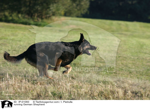 rennender Schferhund / running German Shepherd / IP-01060