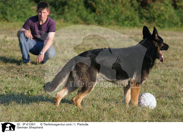 German Shepherd / IP-01061