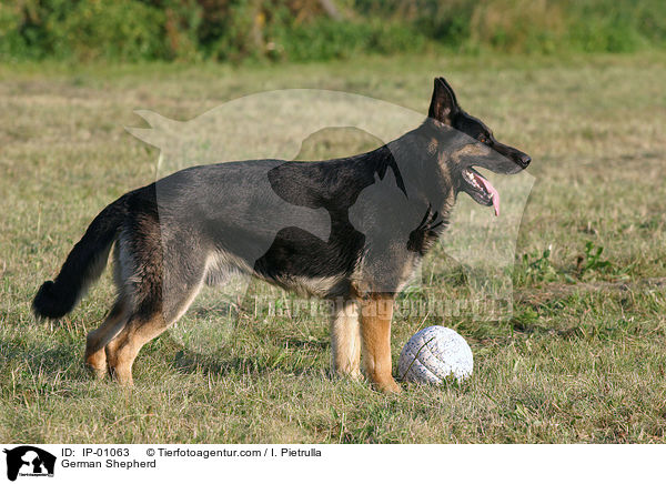Deutscher Schferhund / German Shepherd / IP-01063