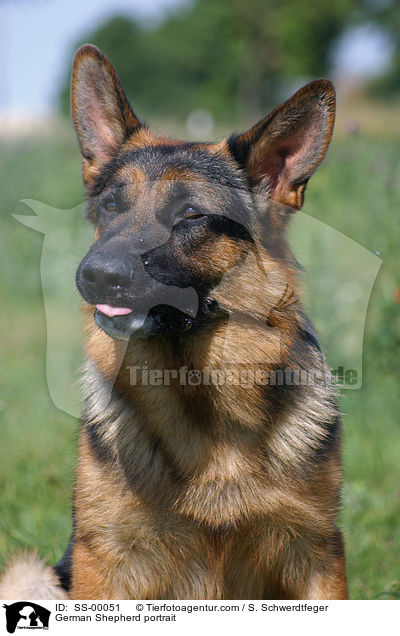 Deutscher Schferhund Portrait / German Shepherd portrait / SS-00051