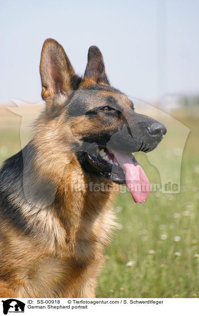 Deutscher Schferhund Portrait / German Shepherd portrait / SS-00918