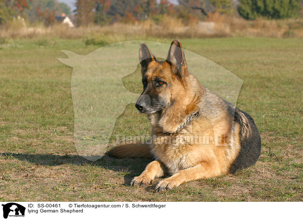 liegender Deutscher Schferhund / lying German Shepherd / SS-00461