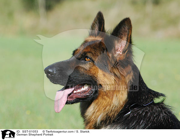 Deutscher Schferhund Portrait / German Shepherd Portrait / SST-01053