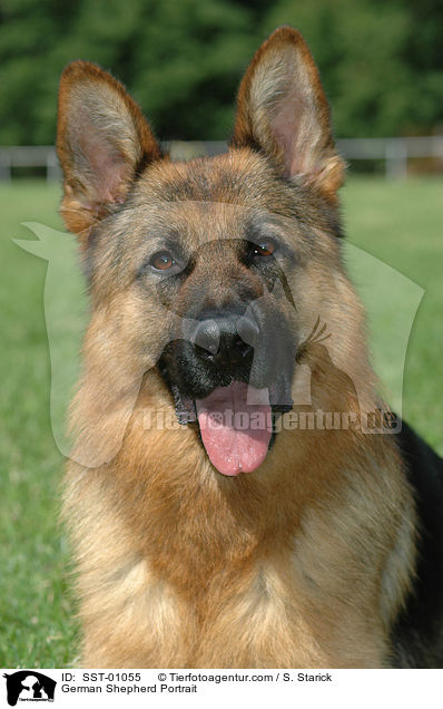 Deutscher Schferhund Portrait / German Shepherd Portrait / SST-01055