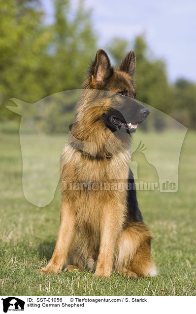 sitzender Schferhund / sitting German Shepherd / SST-01056