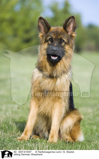 sitzender Schferhund / sitting German Shepherd / SST-01057