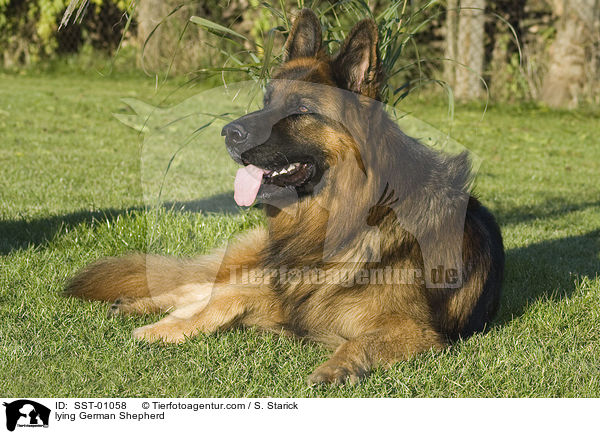 liegender Deutscher Schferhund / lying German Shepherd / SST-01058