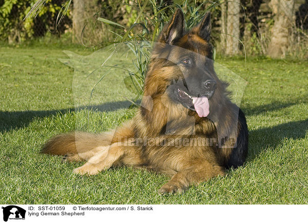 liegender Deutscher Schferhund / lying German Shepherd / SST-01059