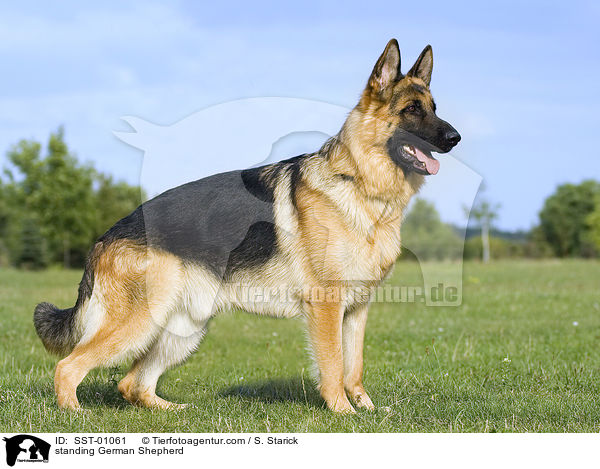 stehender Deutscher Schferhund / standing German Shepherd / SST-01061