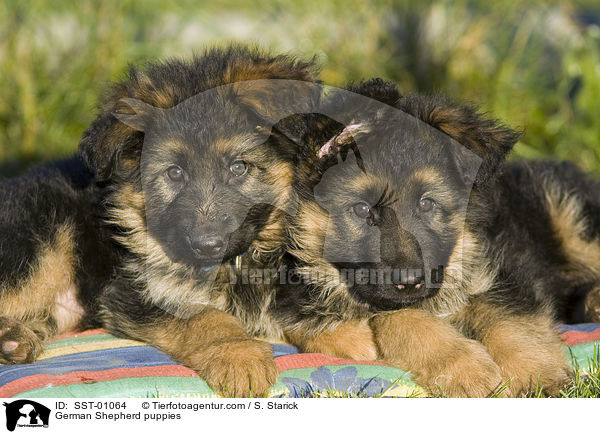 Schferhund Welpen / German Shepherd puppies / SST-01064