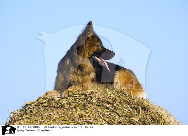 liegender Deutscher Schferhund / lying German Shepherd / SST-01065
