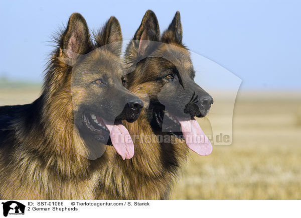Doppelportrait / 2 German Shepherds / SST-01066