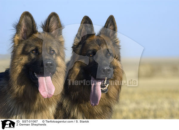 Doppelportrait / 2 German Shepherds / SST-01067