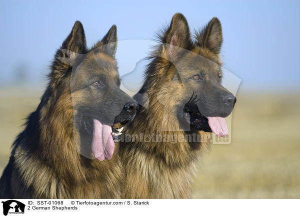 Doppelportrait / 2 German Shepherds / SST-01068