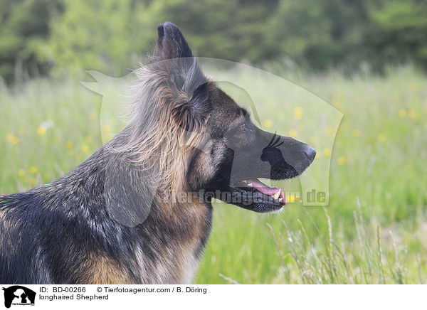Langhaar Schferhund / longhaired Shepherd / BD-00266