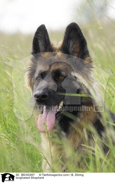Langhaar Schferhund / longhaired Shepherd / BD-00267
