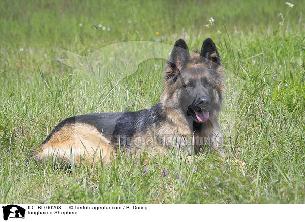 Langhaar Schferhund / longhaired Shepherd / BD-00268