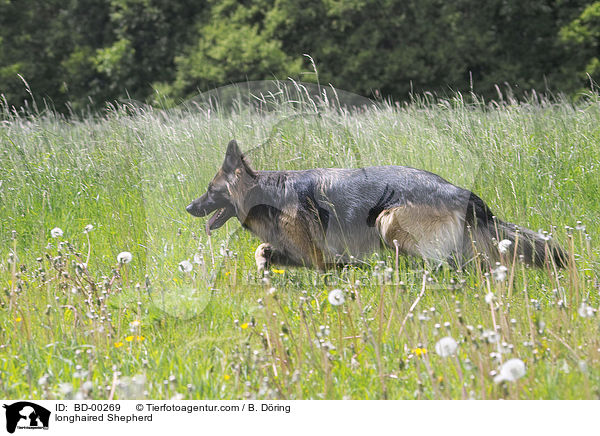 Langhaar Schferhund / longhaired Shepherd / BD-00269