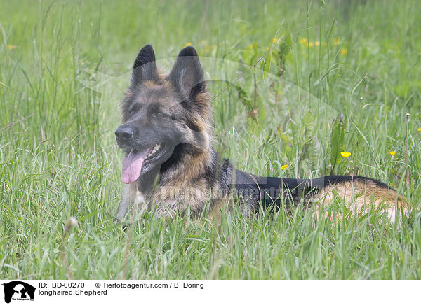 Langhaar Schferhund / longhaired Shepherd / BD-00270