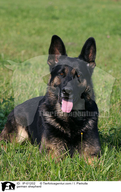 Deutscher Schferhund / german shepherd / IP-01202