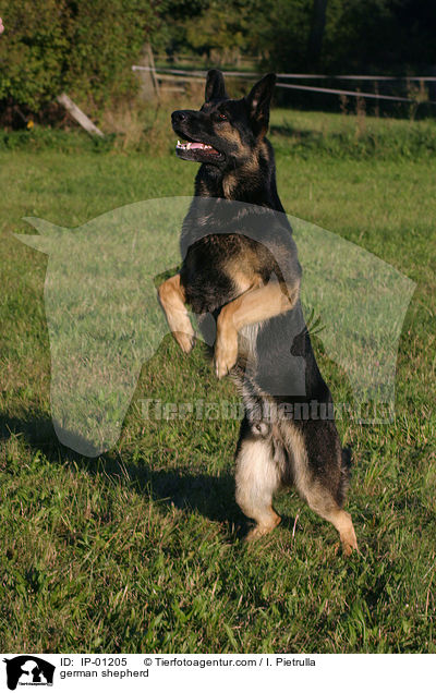 Mnnchen machen / german shepherd / IP-01205