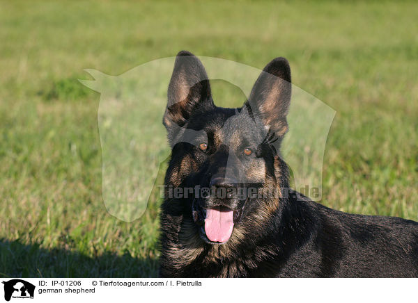 Deutscher Schferhund Portrait / german shepherd / IP-01206