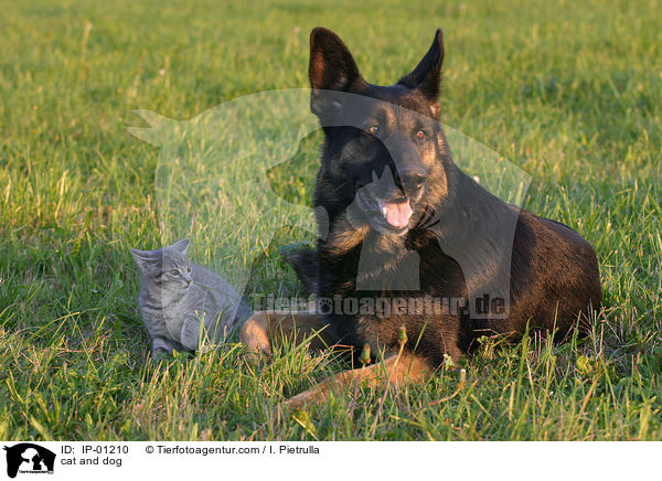 Hund und Katze / cat and dog / IP-01210