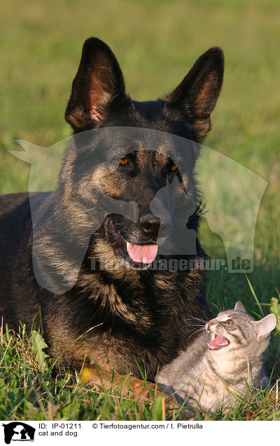 Hund und Katze / cat and dog / IP-01211