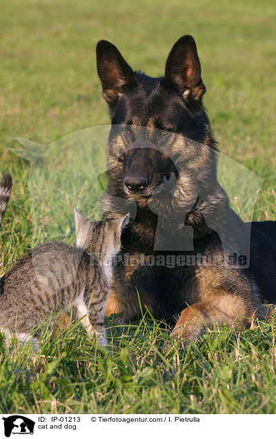 Hund und Katze / cat and dog / IP-01213
