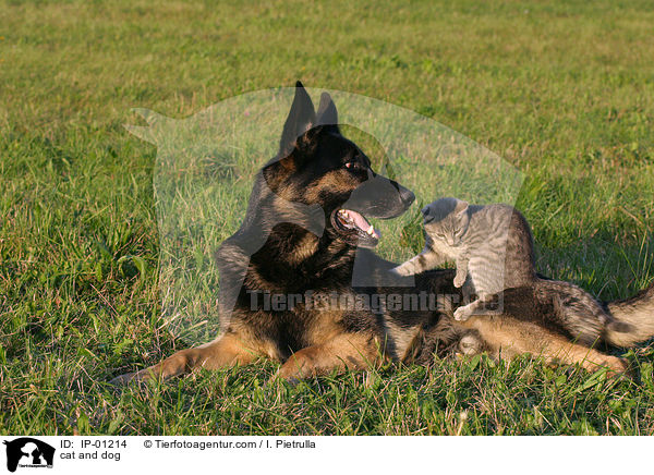 Hund und Katze / cat and dog / IP-01214
