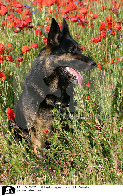 Deutscher Schferhund / german shepherd / IP-01232
